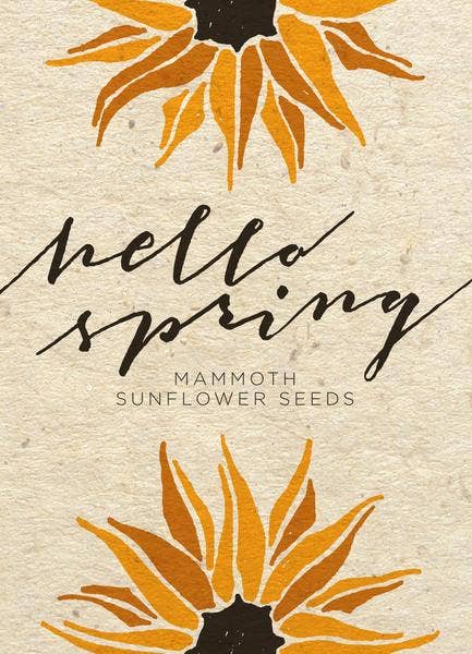 Hello Spring - Mammoth Sunflower Seeds